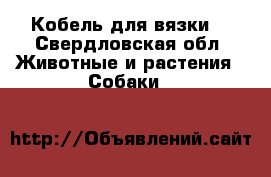 Кобель для вязки  - Свердловская обл. Животные и растения » Собаки   